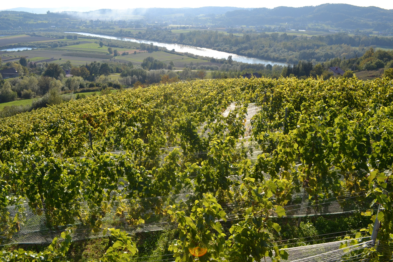 Pogórze - malowniczy region winem płynący