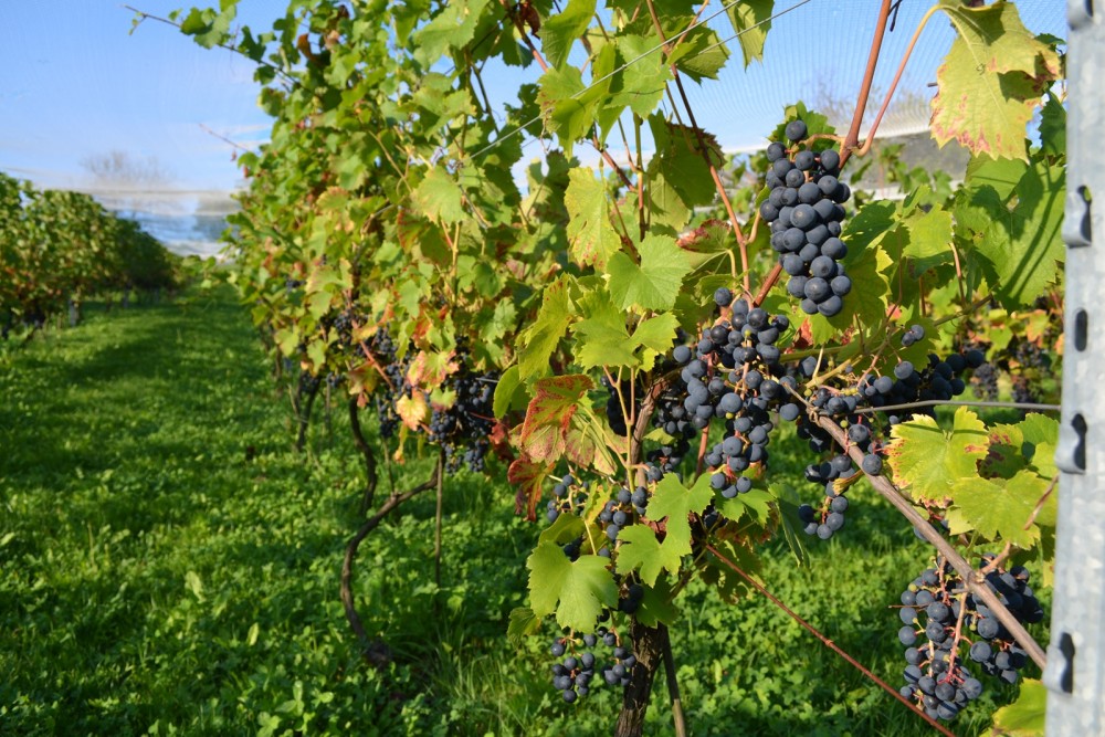 Pogórze - malowniczy region winem płynący